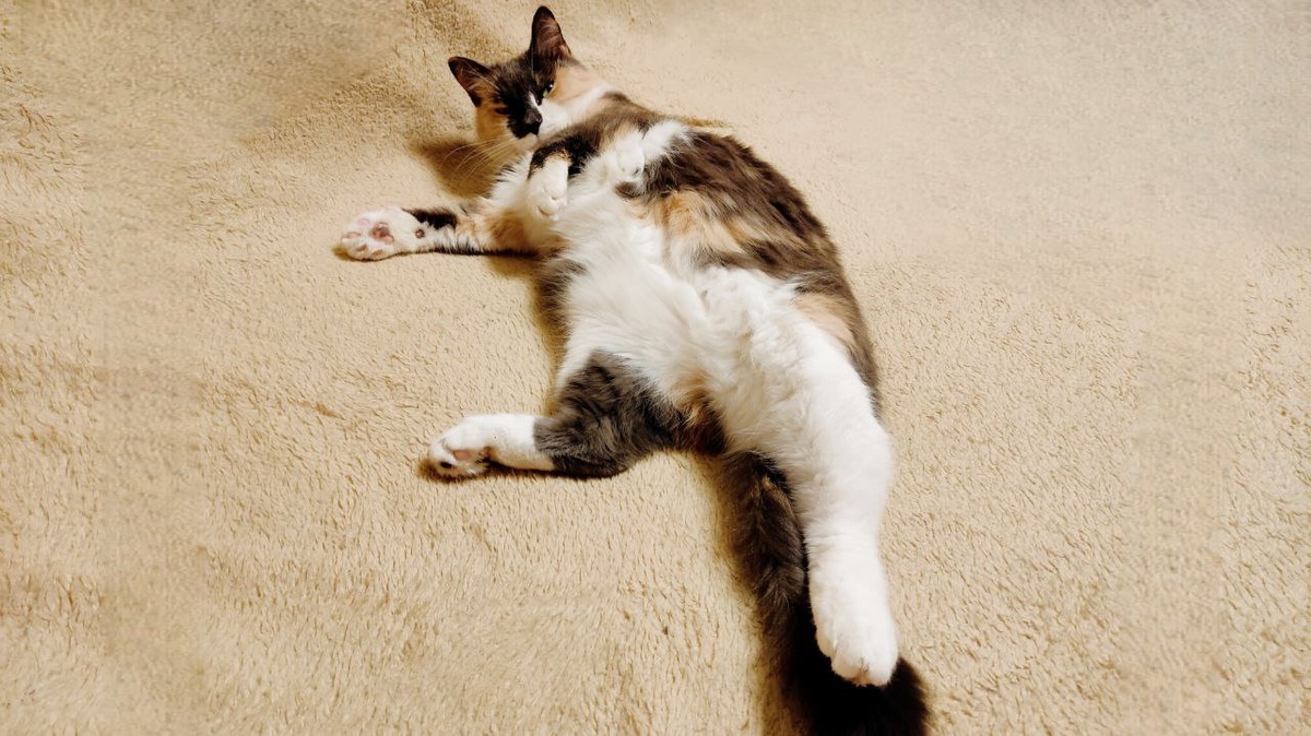 Ну и что - что только проснулась: я всегда готова к парадному выходу! 