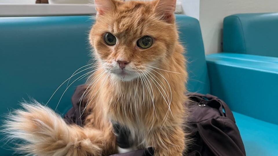 Моё любимое – когда проблему можно решить сразу на приёме