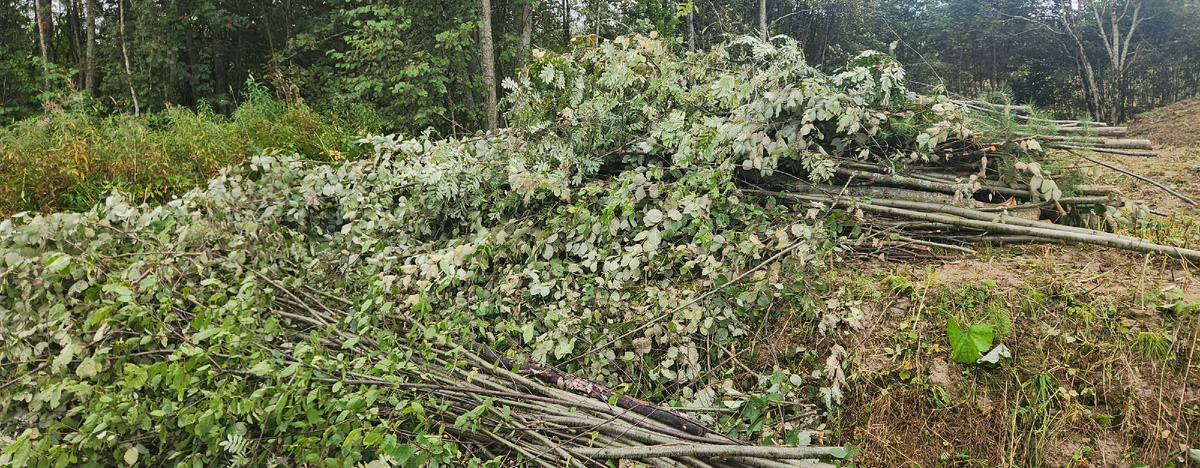 Мелколесья с участка