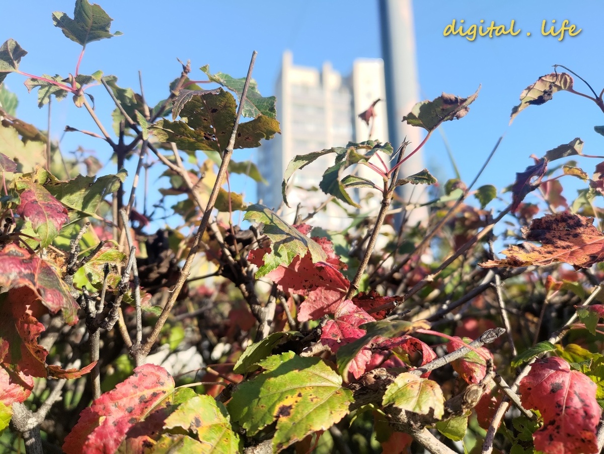 Теперь, без вечерне-ночной работы, иногда есть время пройти по осеннему городу Хабаровску.