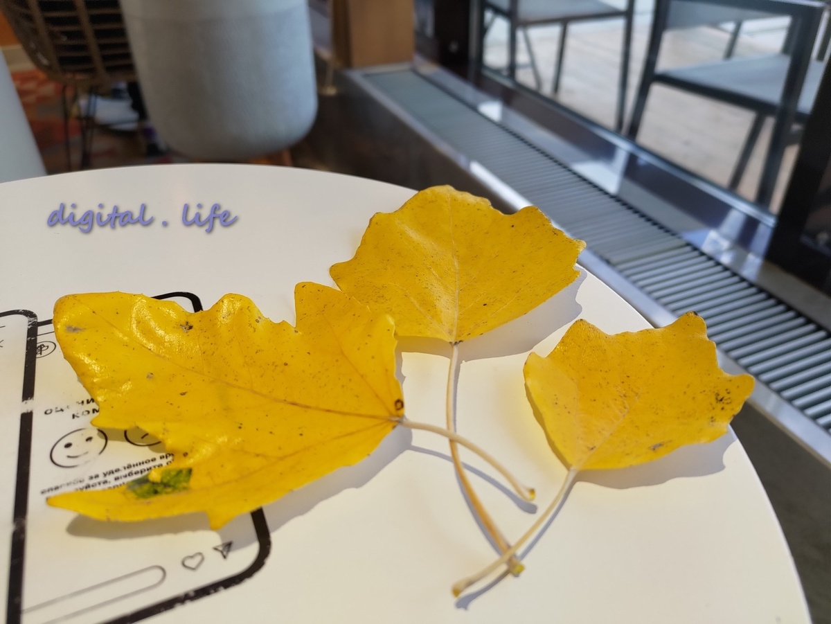 Жёлтые листочки пойдут детёнышу в аппликацию. )))