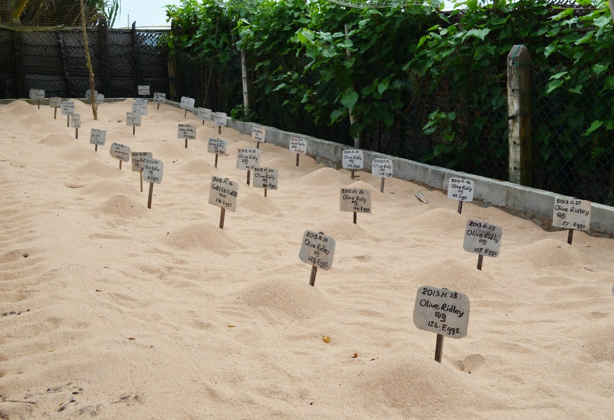 Черепаший инкубатор 