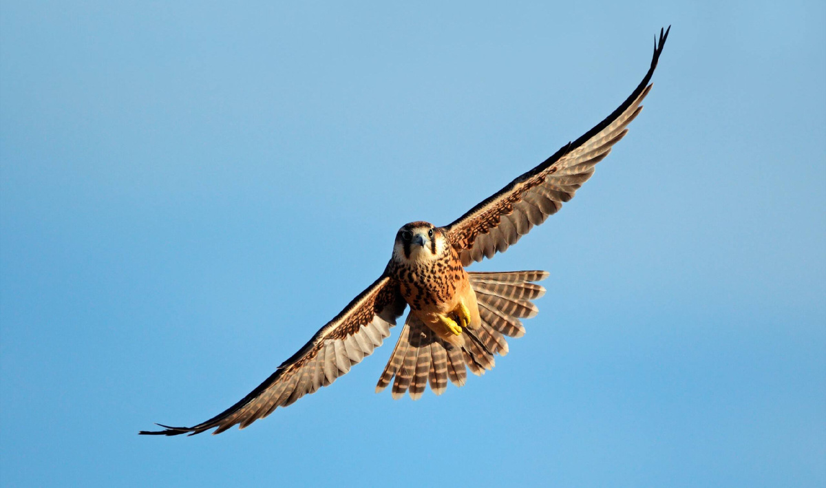 Сапсан самый быстрый воздушный хищник в мире