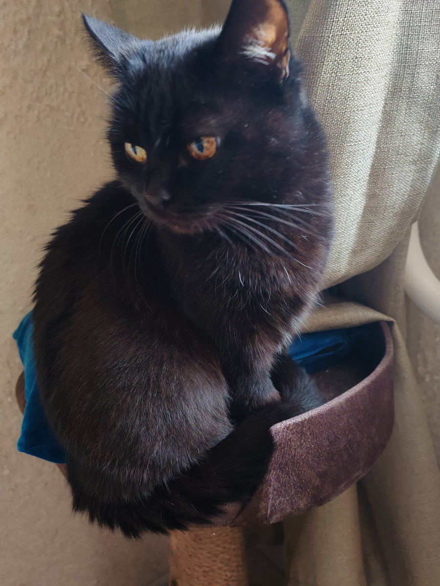 Кошка Ночка. Фото автора 