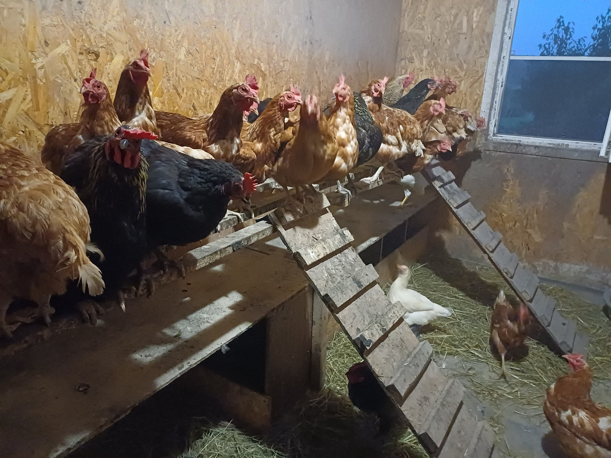 мой курятник. фото автора