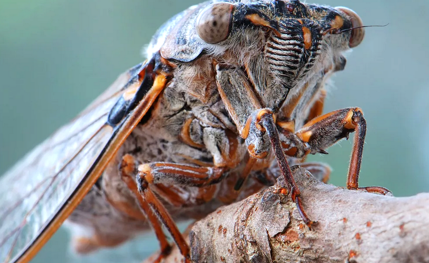 Самые интереснные насекомые в России