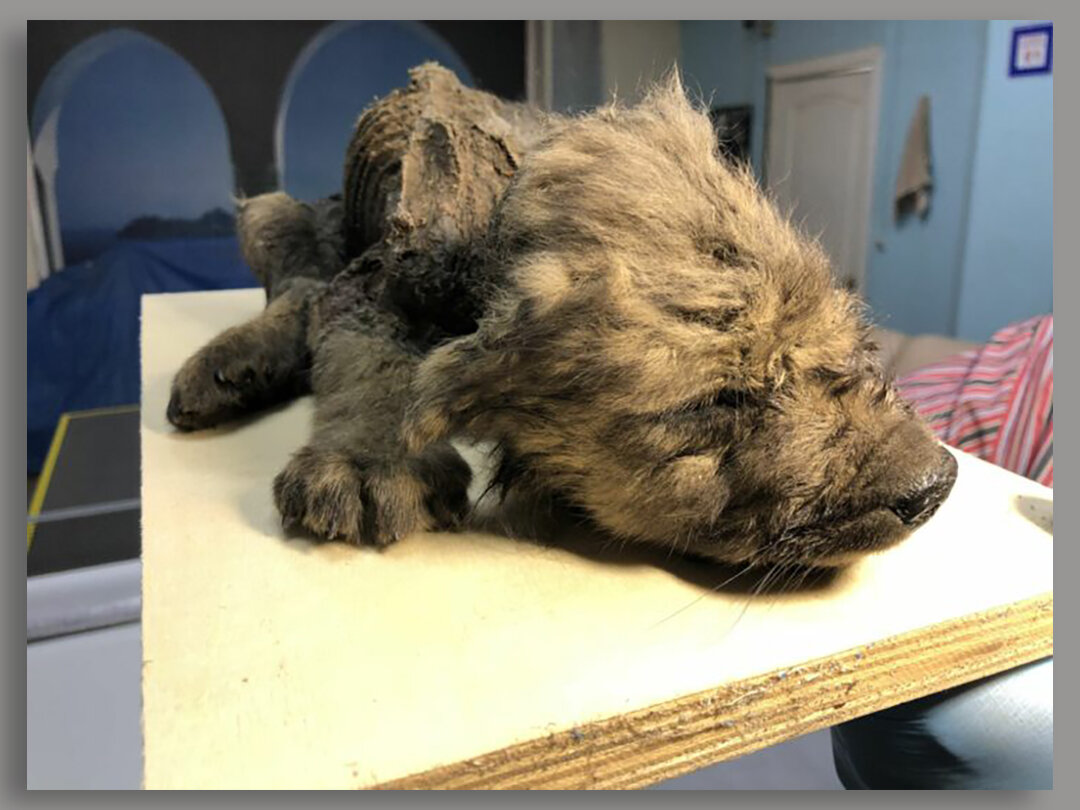 Щенок, пролежавший в сибирской вечной мерзлоте более 18 тыс. лет, найденный в Якутии. Фото Сергея Федорова