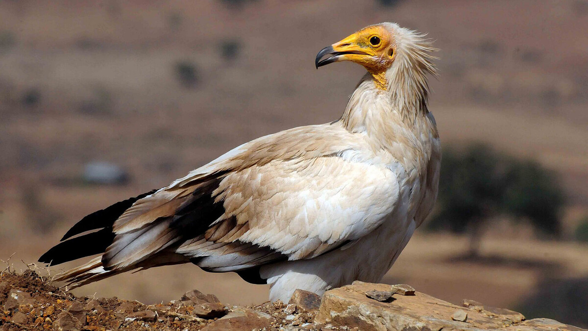 Фото с сайта: https://wildfauna.ru/stervyatnik