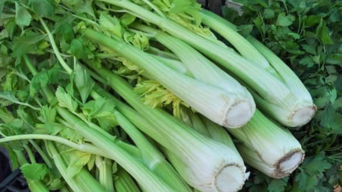 Овощ сельдерей