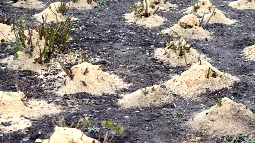 5 моих проверенных способов укрыть розы в октябре - ни одна не вымерзла и не выпрела