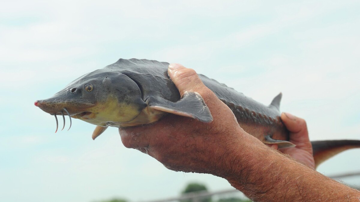 Фото с сайта: https://sputnik.by/20220610/belarus-i-rossiya-zarybyat-dnepr-sterlyadyu-1063511108.html