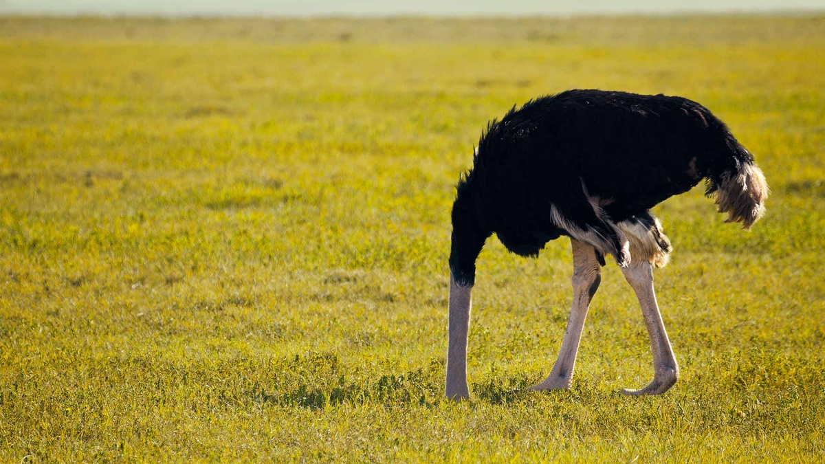 Фото с сайта: https://businesslawtoday.org/2017/01/when-it-comes-to-the-fbar-you-cannot-afford-to-stick-your-head-in-the-sand/