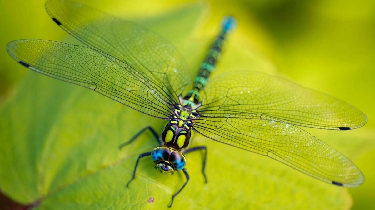 Фото с сайта: https://expothemes.com/themes/dragonfly-windows-theme