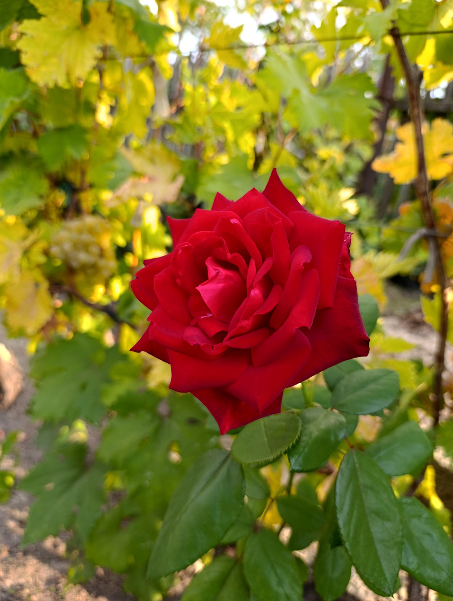Роскошная роза рядом с виноградом. 