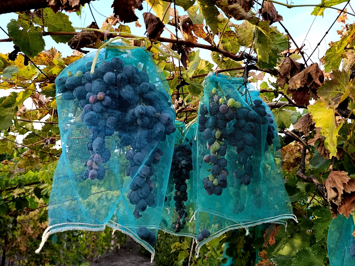 "Индивидуальная упаковка" для винограда. 