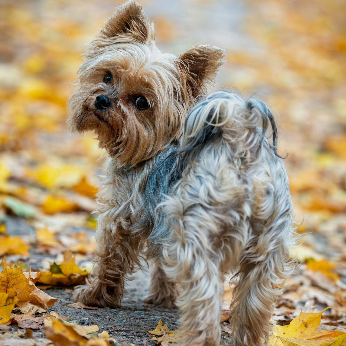 Йоркширский терьер встречает осень