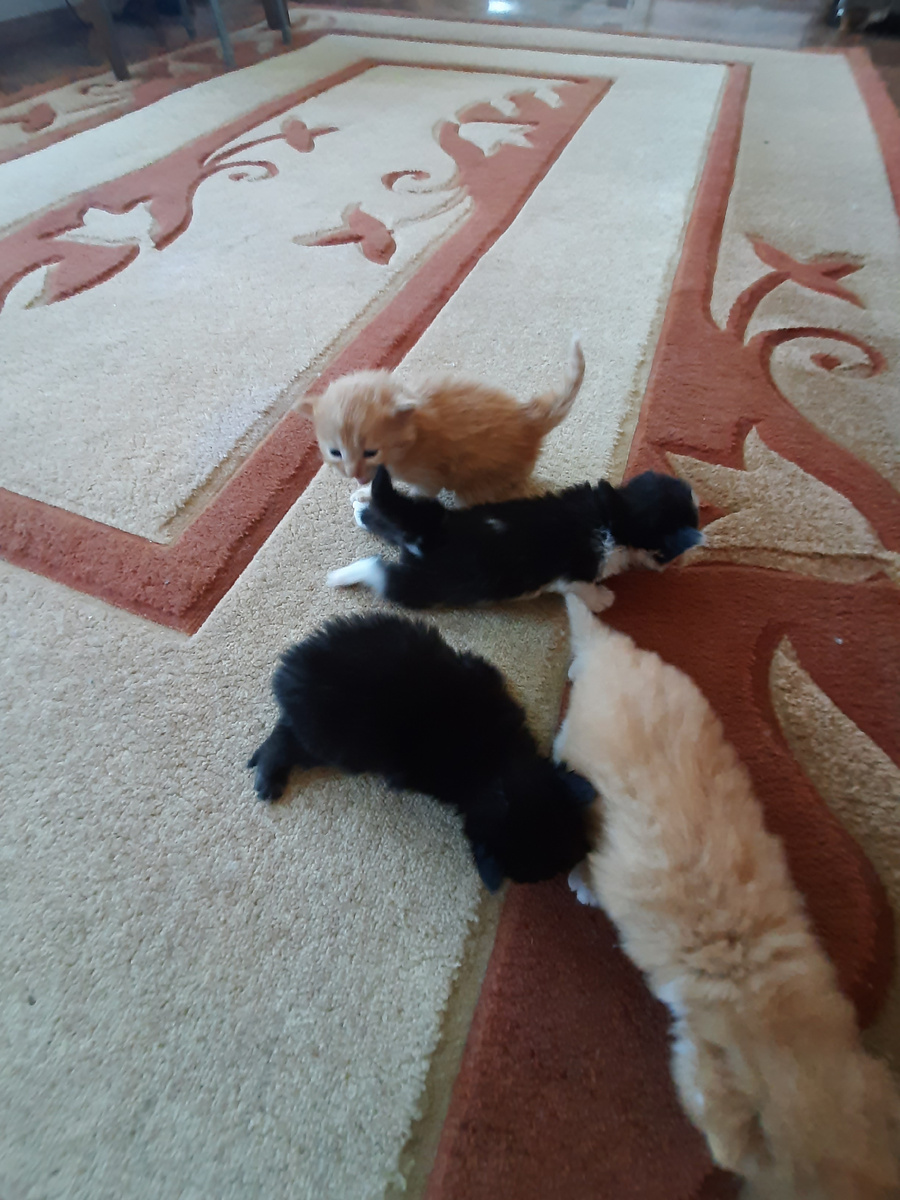 Котята кошки Рашели