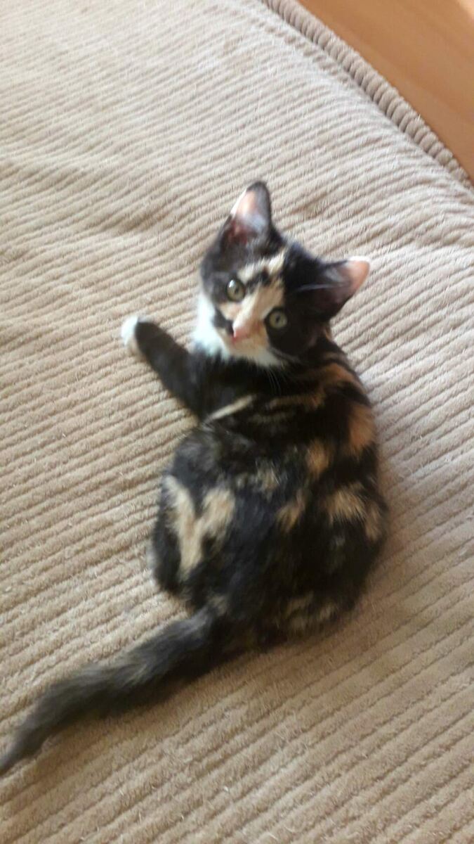 Сальма. Пристроена в семью