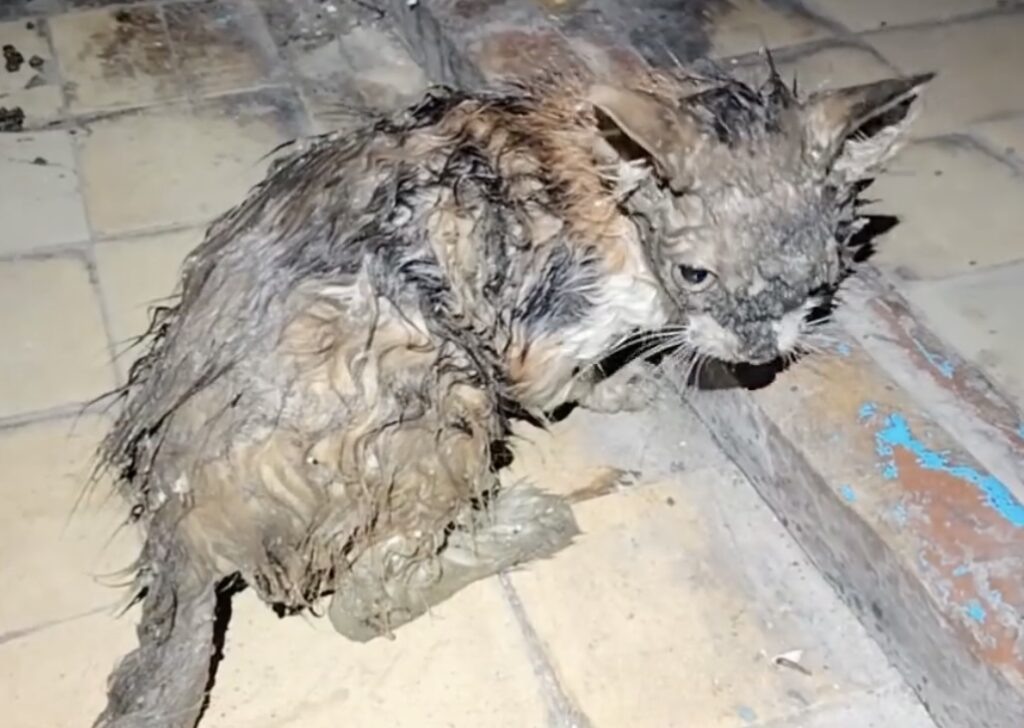    Фото: Спасательная служба КМО 16+ Ольга Гилёва