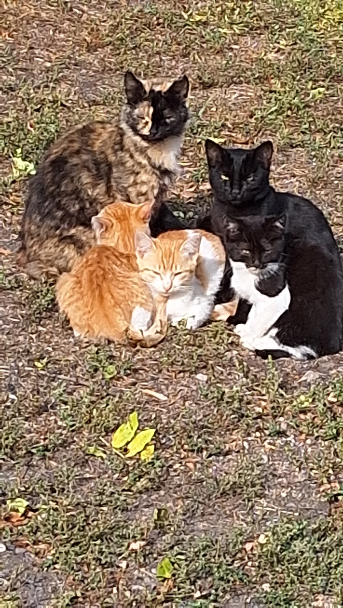 Мурка и её семейство.Фото автора.