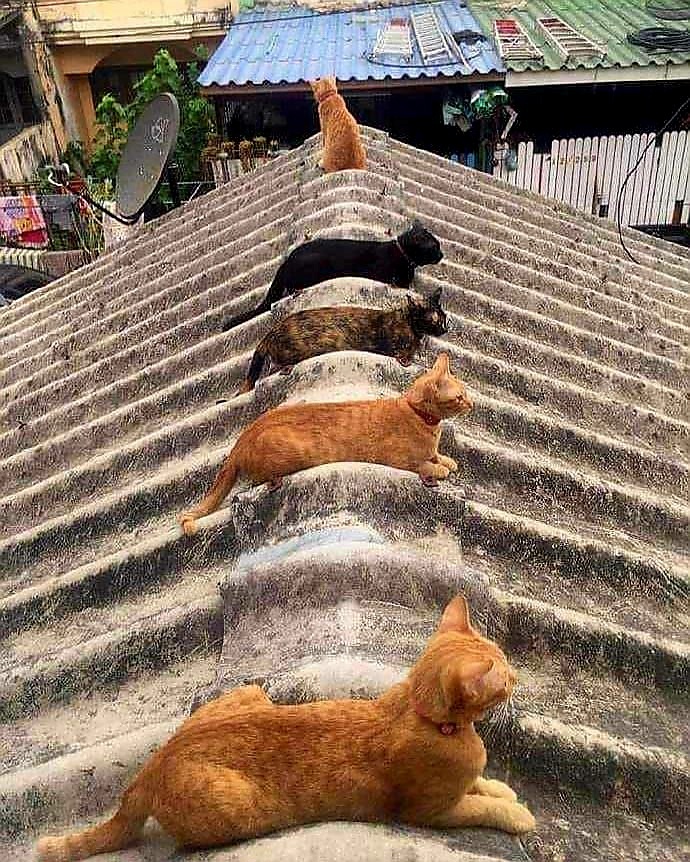 Из интернета.