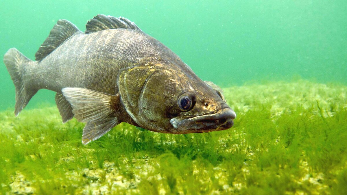 Фото с сайта: https://npbp.by/about/news/s-15-aprelya-po-30-maya-vvoditsya-zapret-na-lov-sudaka/