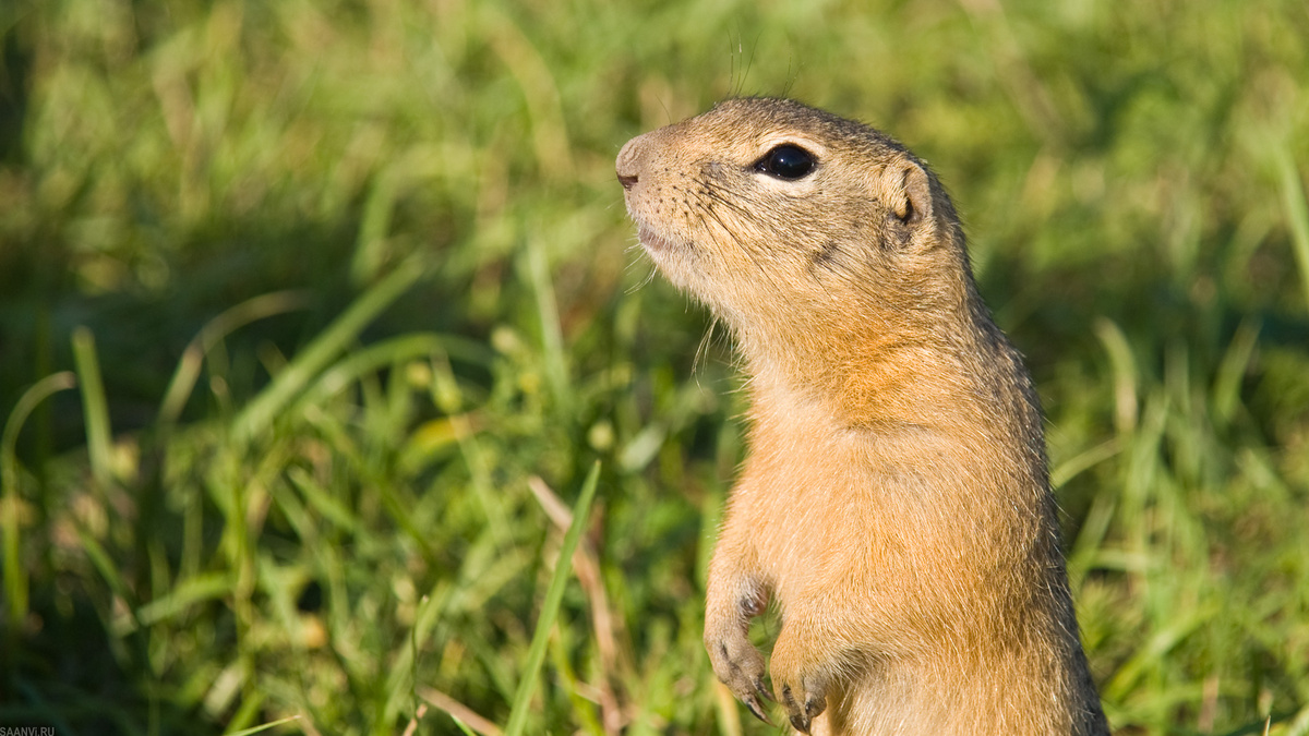 Фото с сайта: https://autosprite.ru/foto/priznaki-suslika
