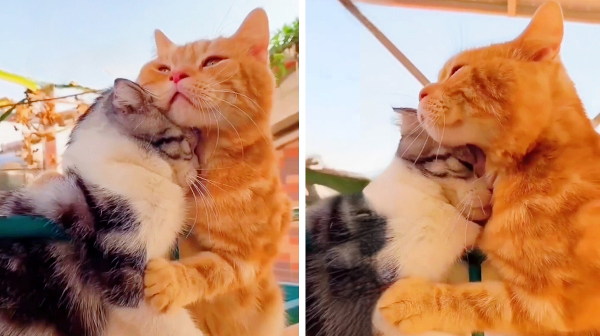 Даже независимым хищникам хочется иметь рядом теплый бочок и...---->>