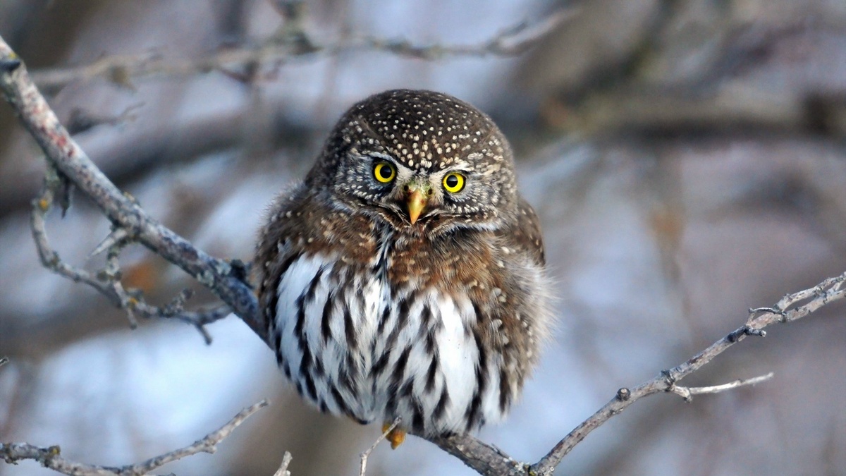 Фото с сайта6 https://www.zastavki.com/rus/Animals/Birds/wallpaper-96518-10.htm