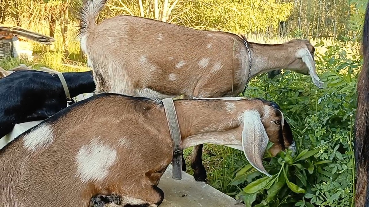 Англо-нубийские козы дают сладкое молоко без специфического запаха