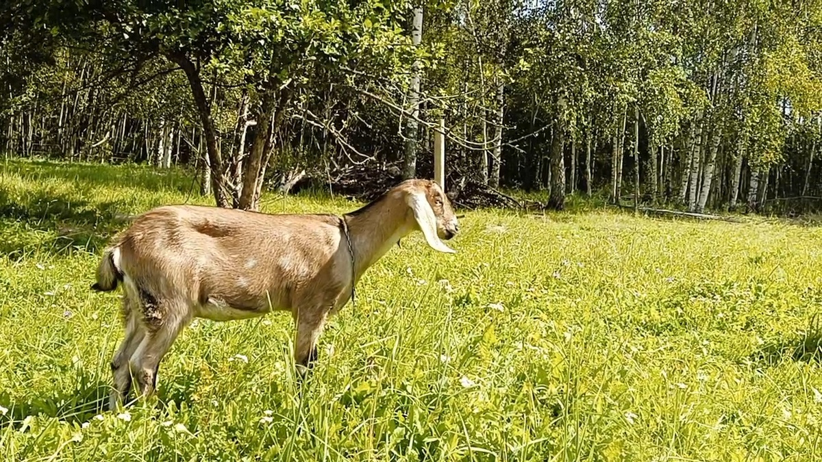 Молоденькие козочки - образец лёгкости, красоты и грации