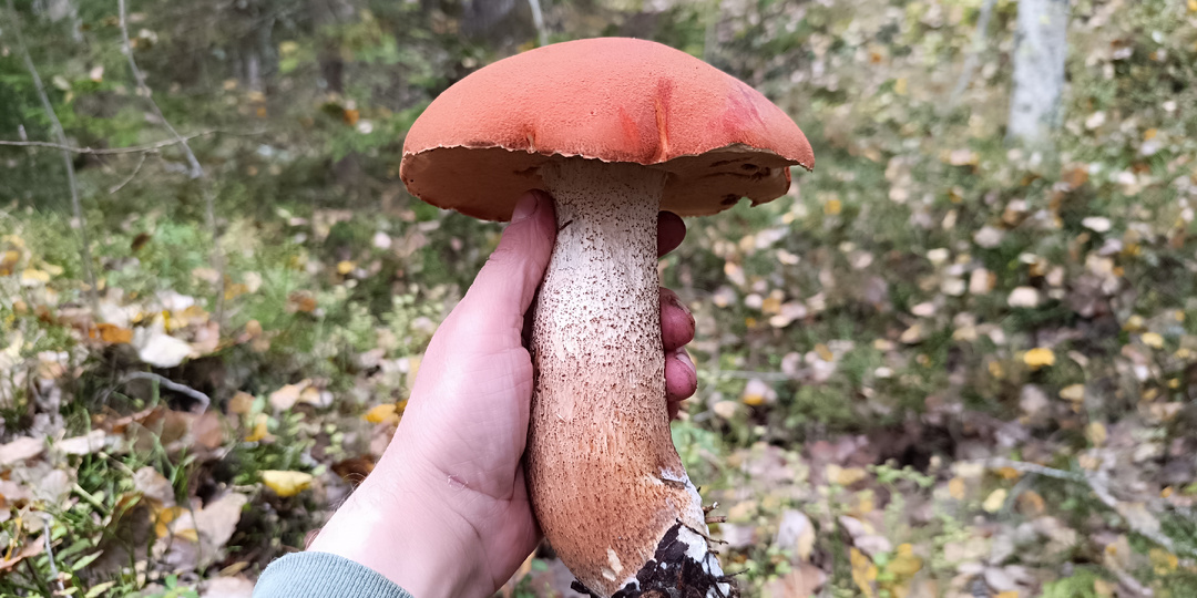 Октябрьские грибы в Ленинградской области — последний поход перед холодами и старинные рецепты наших предков