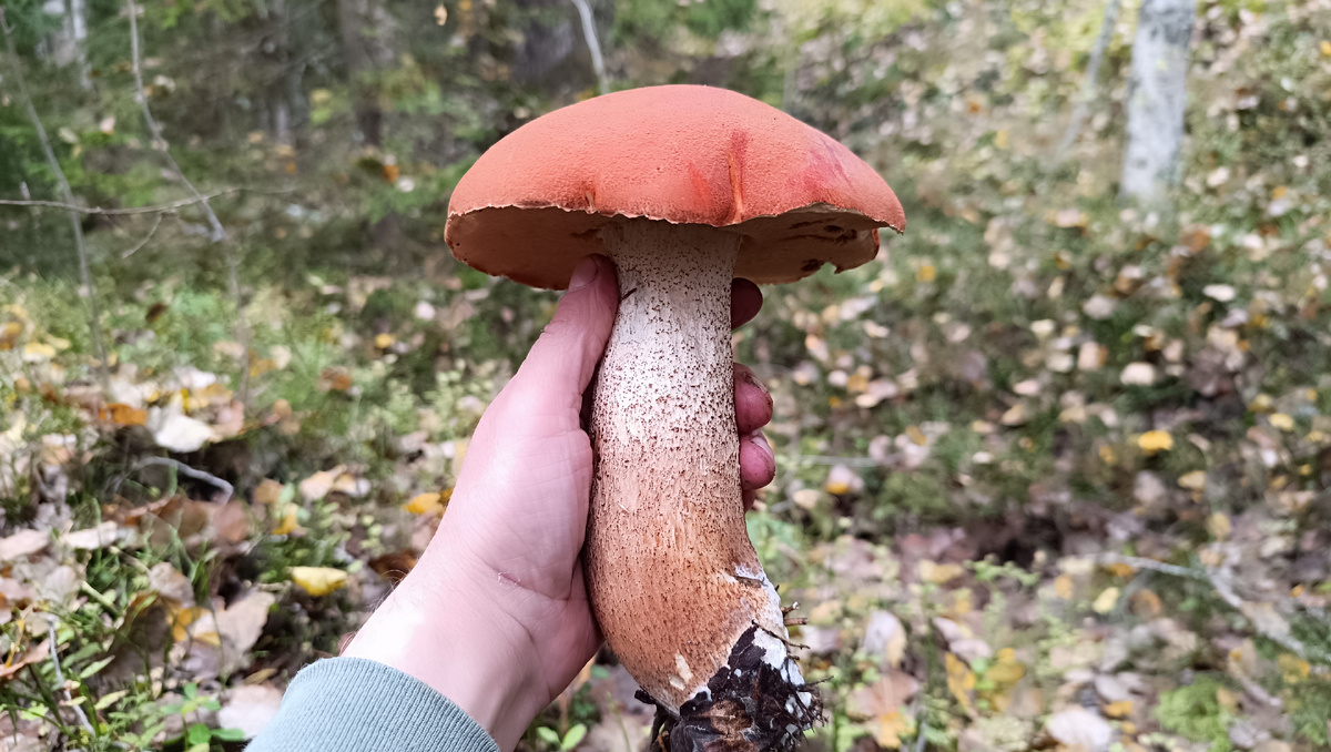 Сбор грибов в лесу 5 октября 16:00.