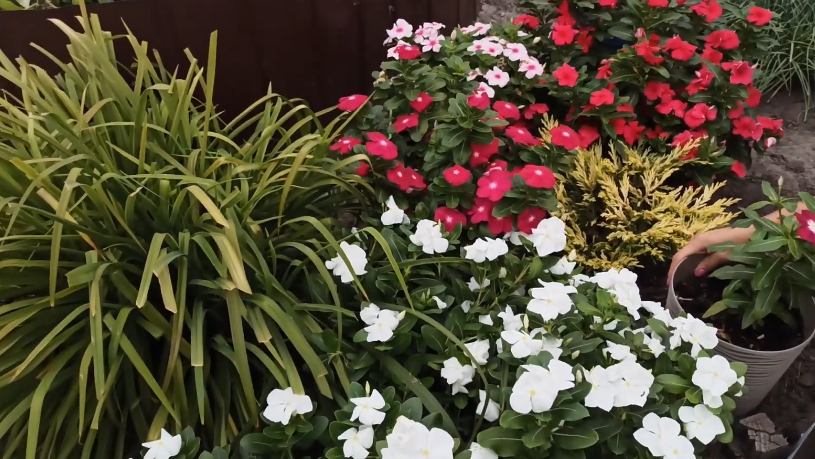 Сею 12 однолетних цветов до 15 октября. Весной всходят сами, а рассада больше не нужна