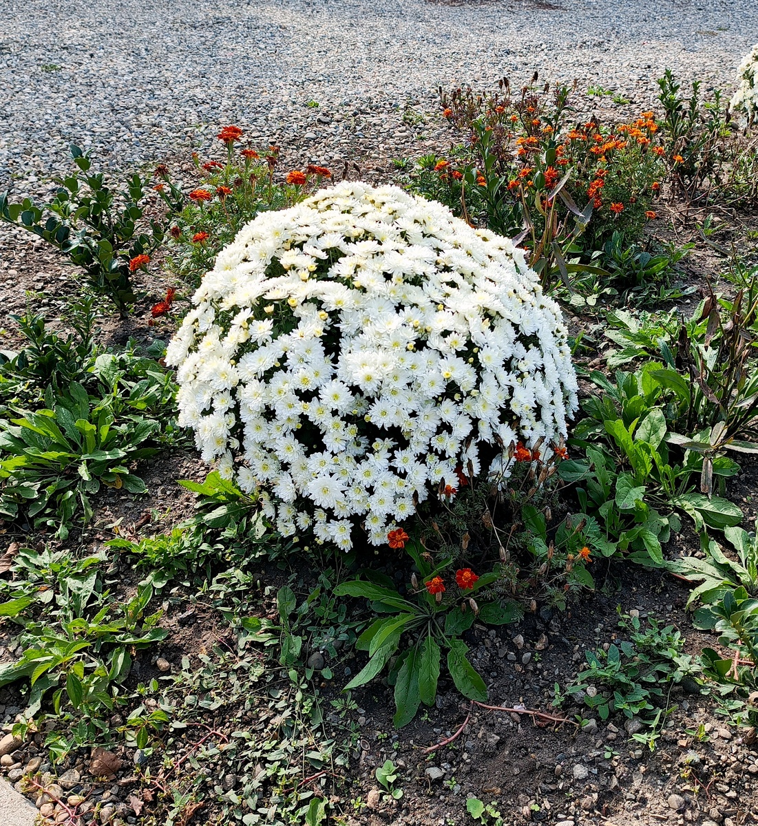 Такой вот цветущий шарик