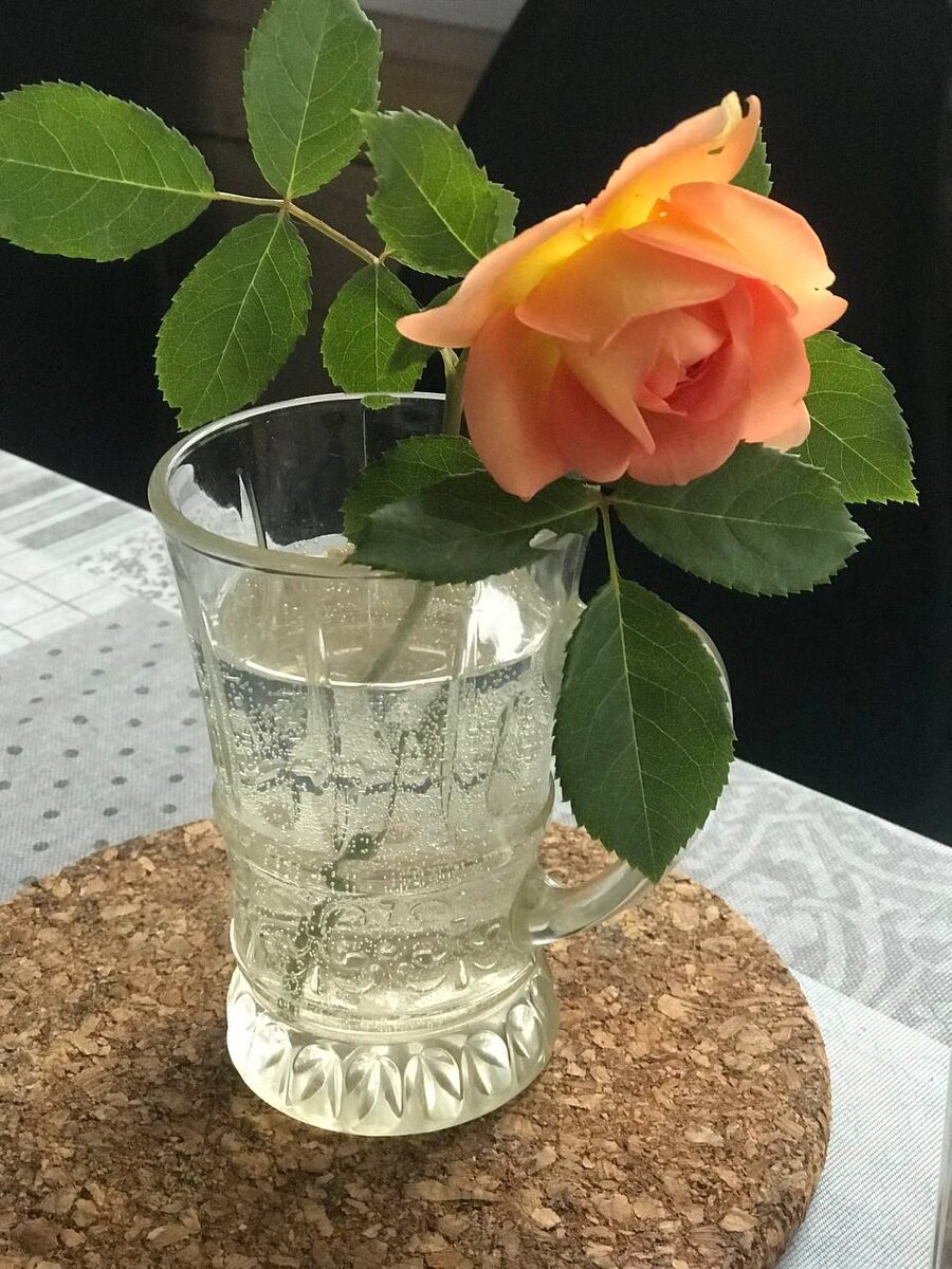 Одна из роз "нового урожая"