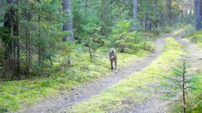 Фото: скриншот видео ТГ-канала "Подслушано 47"