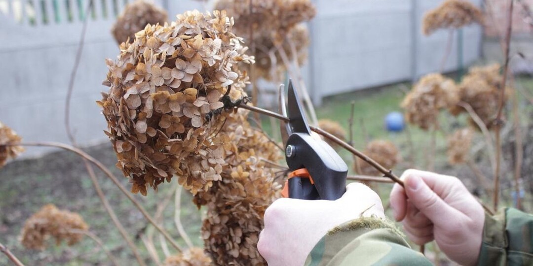 Почему после обрезки гортензии не цветут? Главная ошибка октября, о которой молчат
