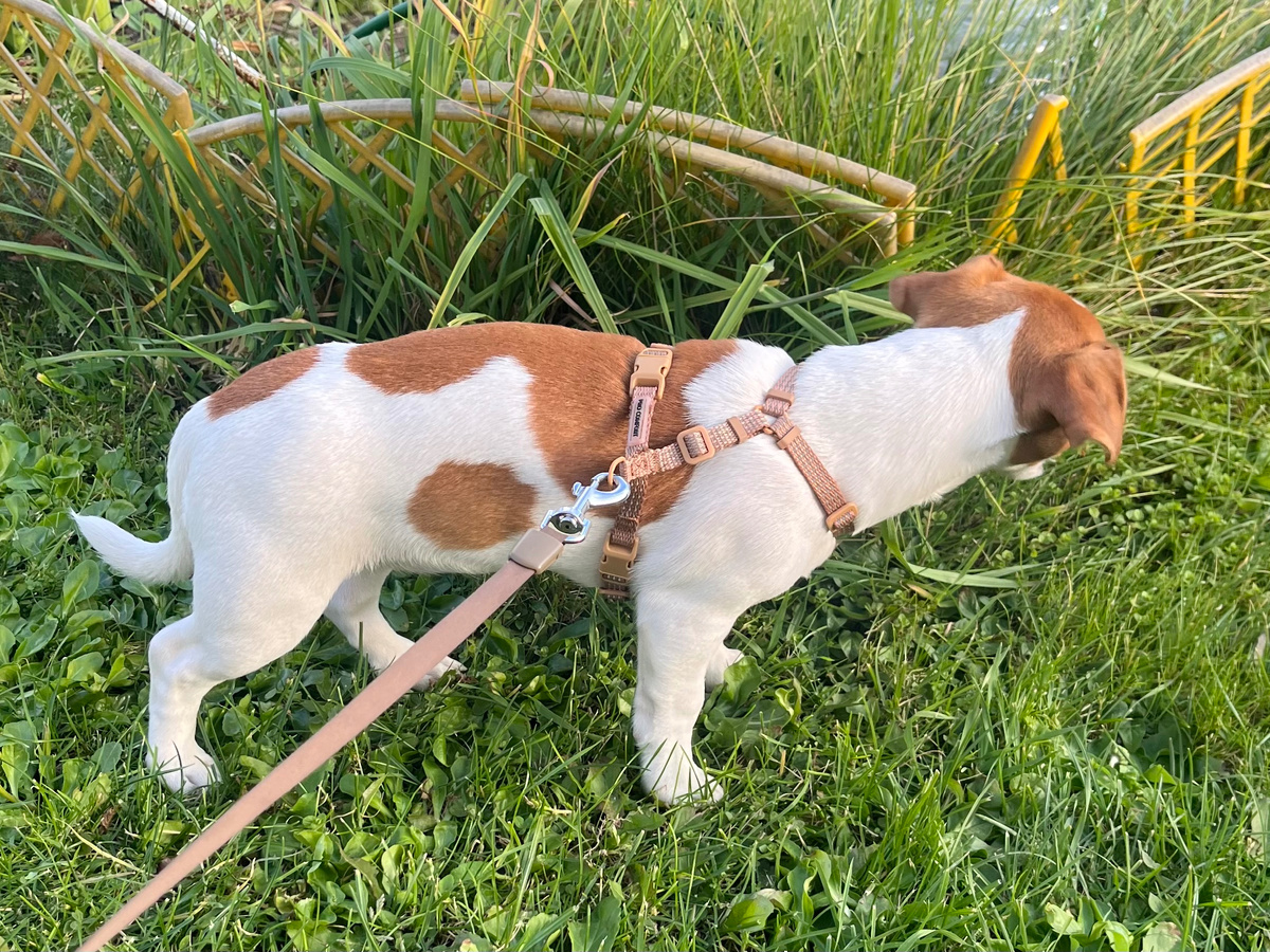 Рокси приехала на дачу😍