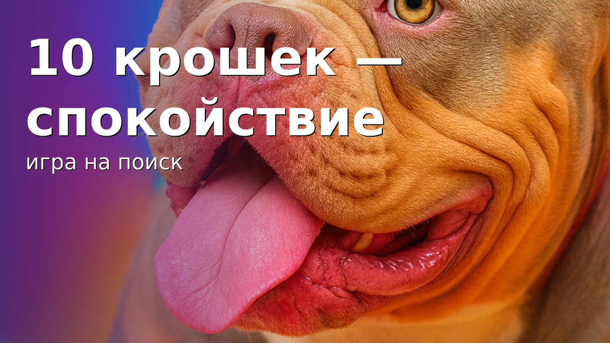 На фото - американский булли Лейла