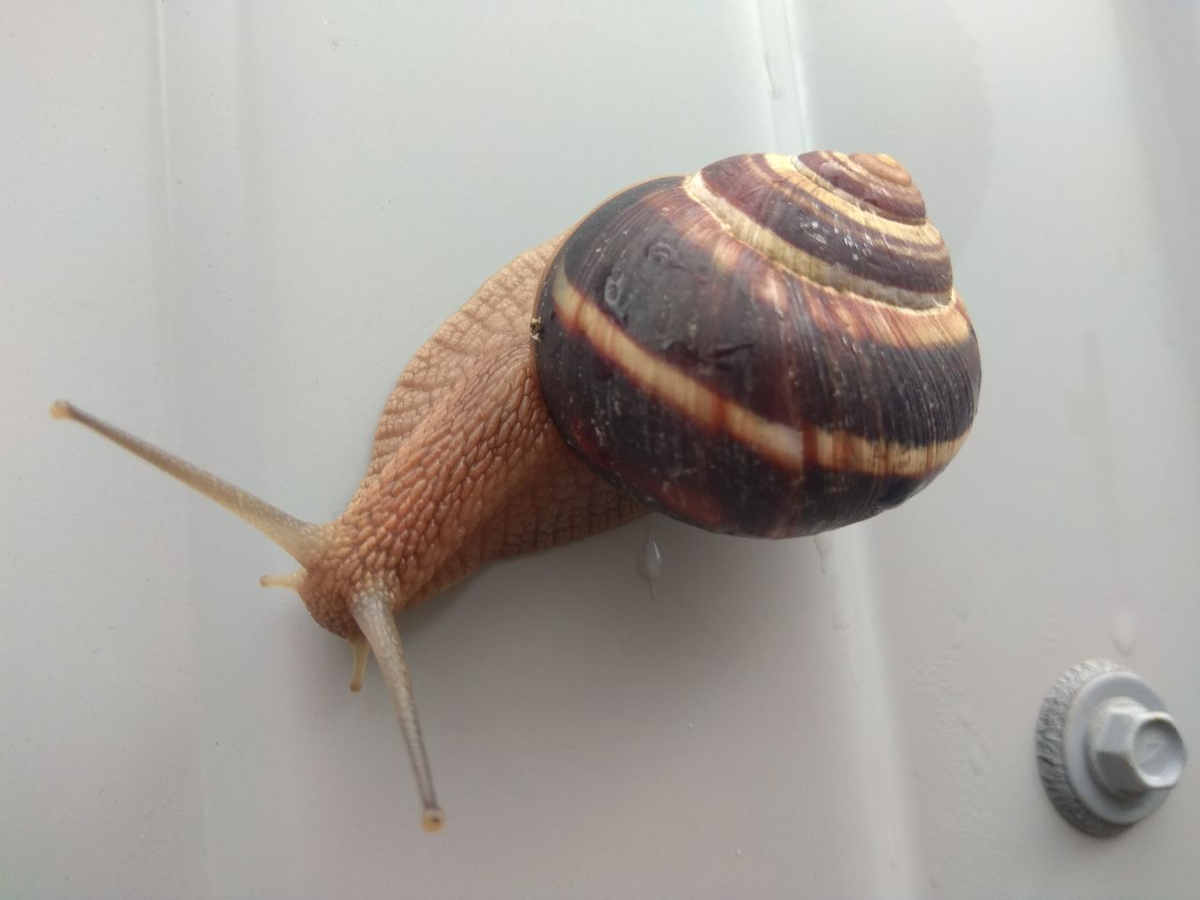 Виноградная улитка.