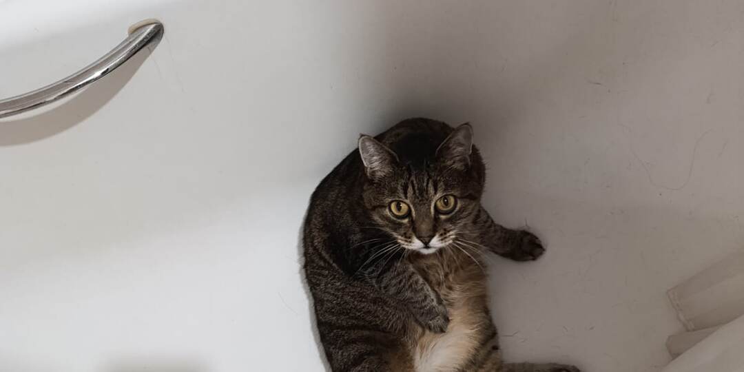 Эта кошка дом нашла, но вот как непросто ей живётся