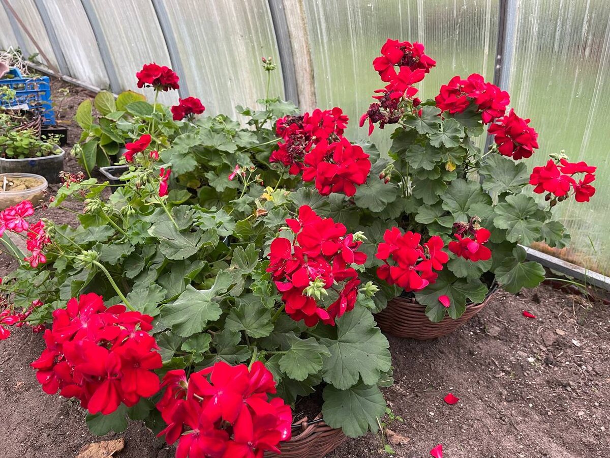 Пеларгонии в теплице. Часть еще растет на улице. 5.10.25. Фото автора
