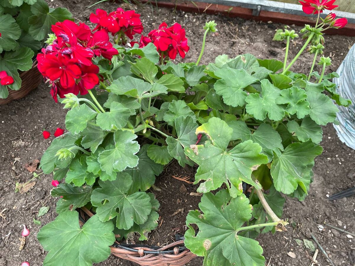 Такие пеларгонии я не смогу перенести в дом, хотя они и цветут. Фото автора 
