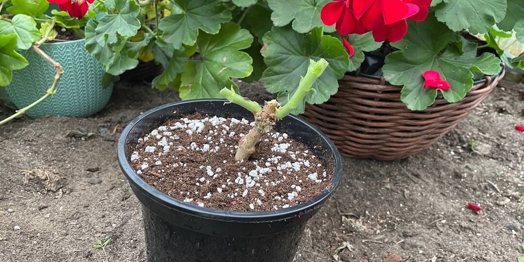 Как пересадить уличные пеларгонии в небольшие горшки, чтобы все поместились дома