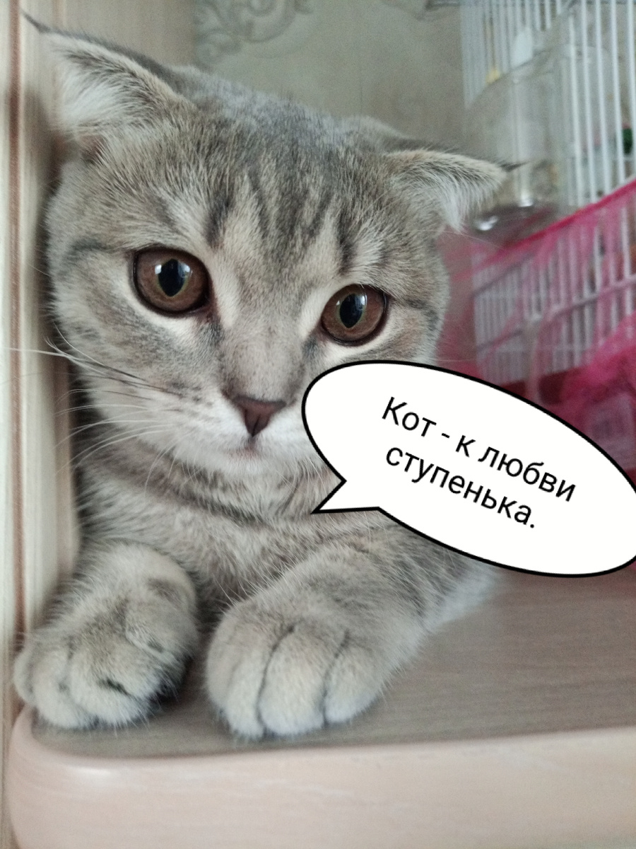 Котики- важны!!!