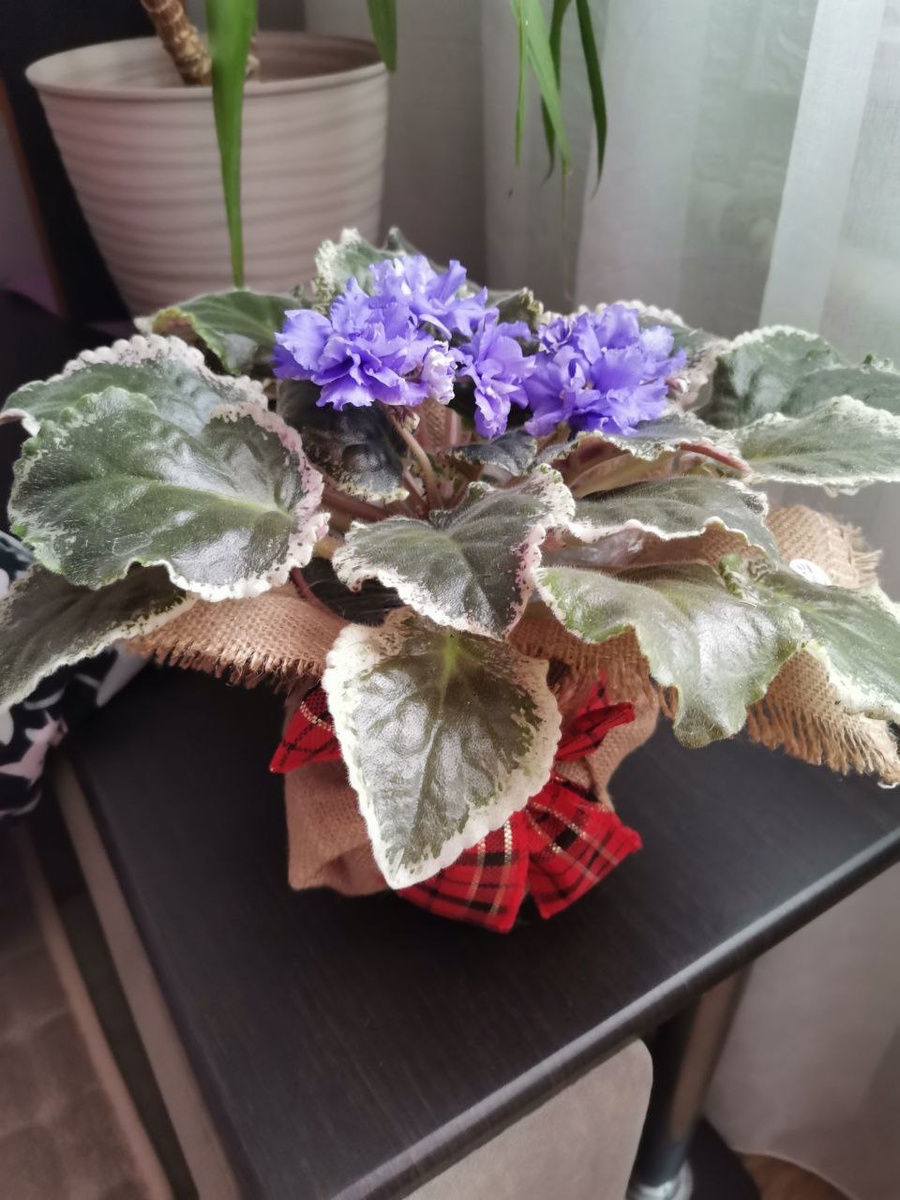 букет фиалок