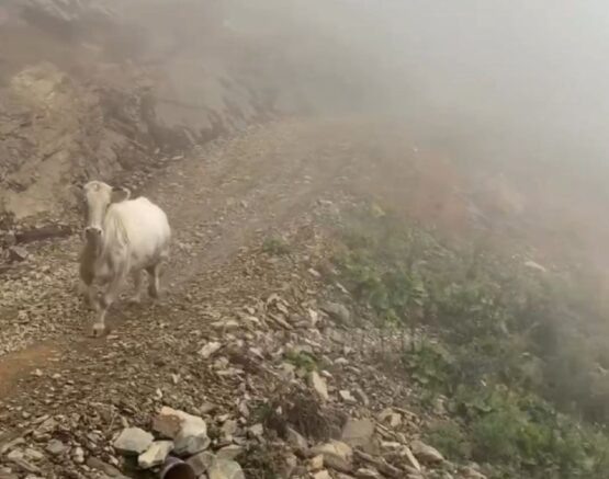    место происшествия / кадр из видео, stella_parvati