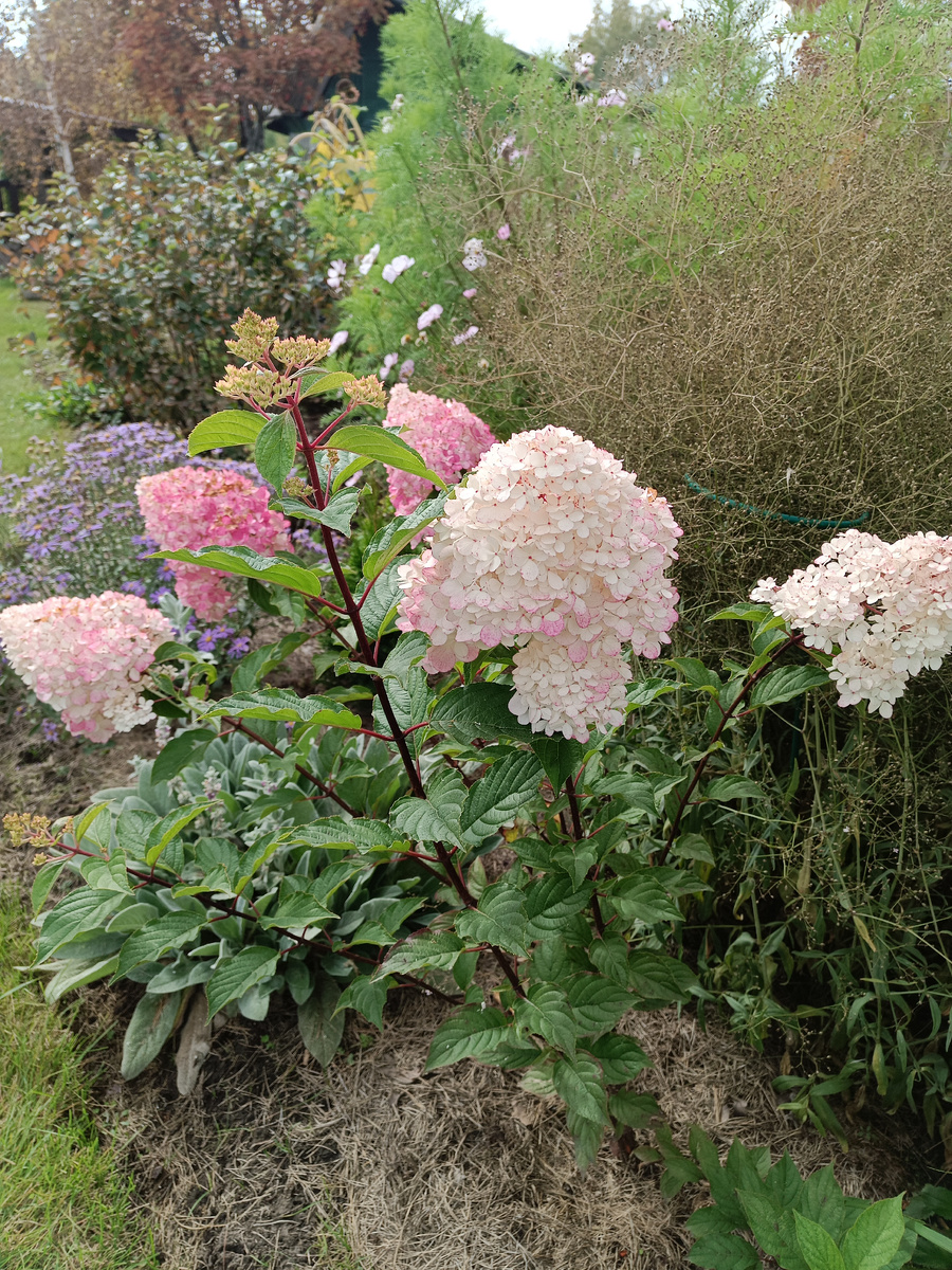 Гортензия Ванилла Фрайз / –>