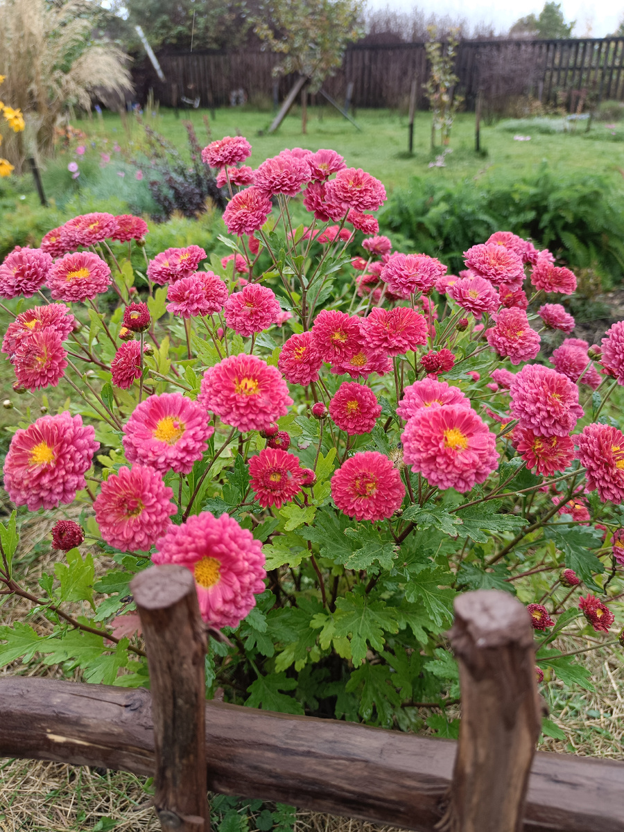 Хризантема корейская